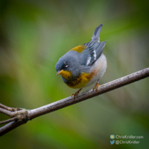 Northern parula.