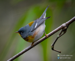 Northern parula.