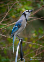 Blue jay.