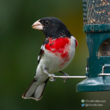 Rose-breasted grosbeak.