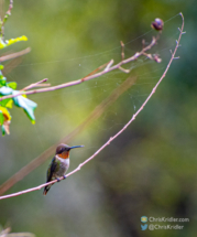 A hummingbird in the shadow of a spiderweb.