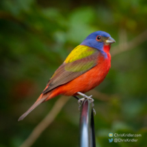 Male painted bunting.