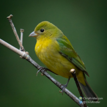 Female painted bunting.