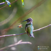 A bee confronts a hummingbird, who tells it to buzz off.