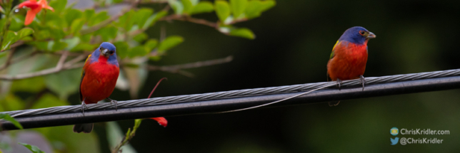 Male painted buntings.