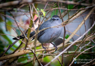 Gray catbird.