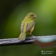 Female painted bunting.