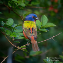 Male painted bunting.