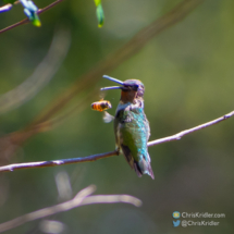 A bee confronts a hummingbird, who tells it to buzz off.