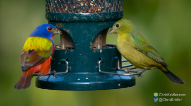 Male and female painted buntings.