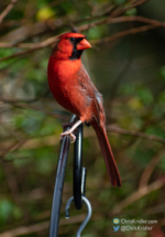 Male cardinal.