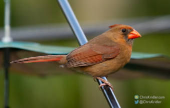 Female cardinal.