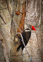 Pileated woodpecker on our neighbor's tree.