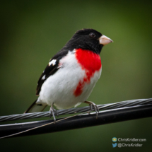 Rose-breasted grosbeak.