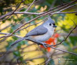 Tufted titmouse.