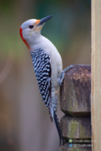 Red-bellied woodpecker.