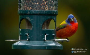 Male painted bunting.