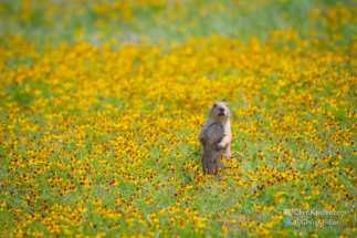 Hey, who are you? The prairie dogs react to noisy visitors.