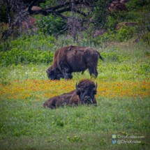 Bison at Wichita Mountains Wildlife Refuge.