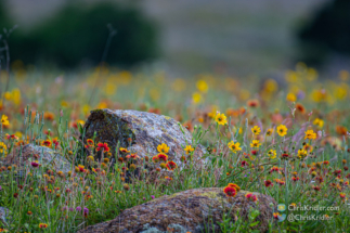 Colorful wildflowers and lichen on rocks at Wichita Mountains Wildlife Refuge.