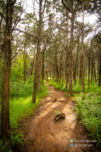 A tempting path through the Parallel Forest.