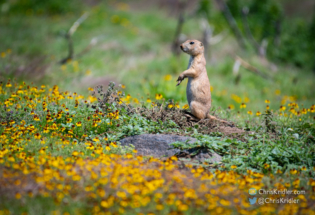 Prairie dog keeps watch.