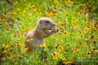 This prairie dog is about to eat a big, juicy bug.