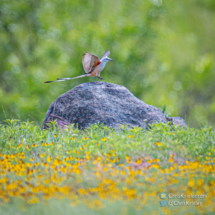 Scissor-tailed flycatcher at Wichita Mountains Wildlife Refuge, 1 June 2021.