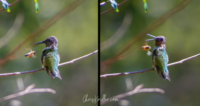 022021beehummingbirdduetWEB