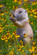 060121prairiedogs