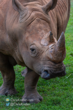 Rhino at Brevard Zoo, April 29, 2022. Photo by Chris Kridler, ChrisKridler.com