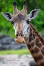 042922brevardzoo-3