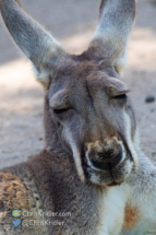 042922brevardzoo-9