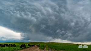 Mammatus over the tiny base of the storm and curious cows west of Trenton, Nebraska.