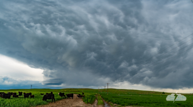 Mammatus over the tiny base of the storm and curious cows west of Trenton, Nebraska.