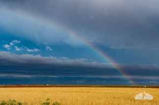 Golden fields under a rainbow.