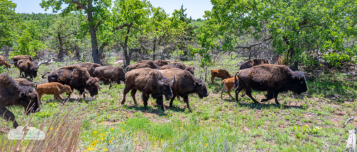 Where the buffalo roam - Wichita Mountains National Wildlife Refuge.