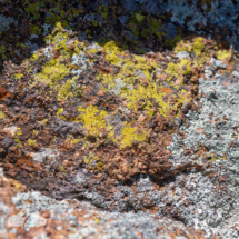 More vivid lichen.