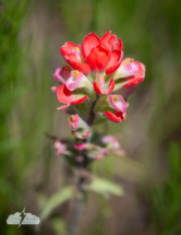 A tall wildflower - possibly Indian Paintbrush.