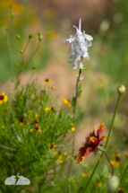 More Wichita Mountains wildflowers.