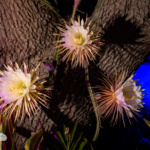 Magical night-blooming cereus time-lapse 2024