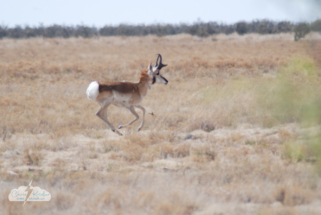 May 4, an antelope runs away from my camera near the New Mexico-Texas border.